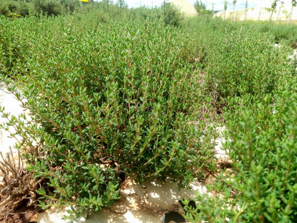 Primax Limited Thyme Plant