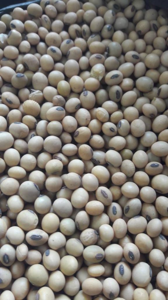 Soya beans - Primax Growers Limited