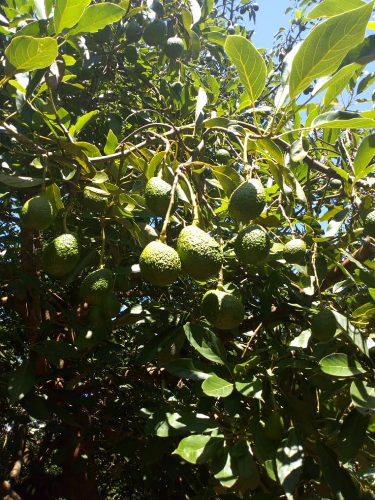 Primax Growers - Avocados