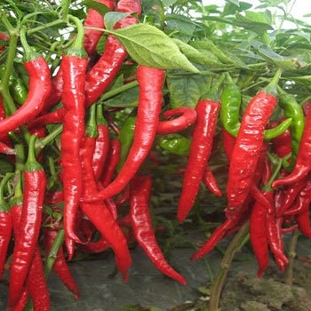 Red Chillies - Primax Agencies Limited
