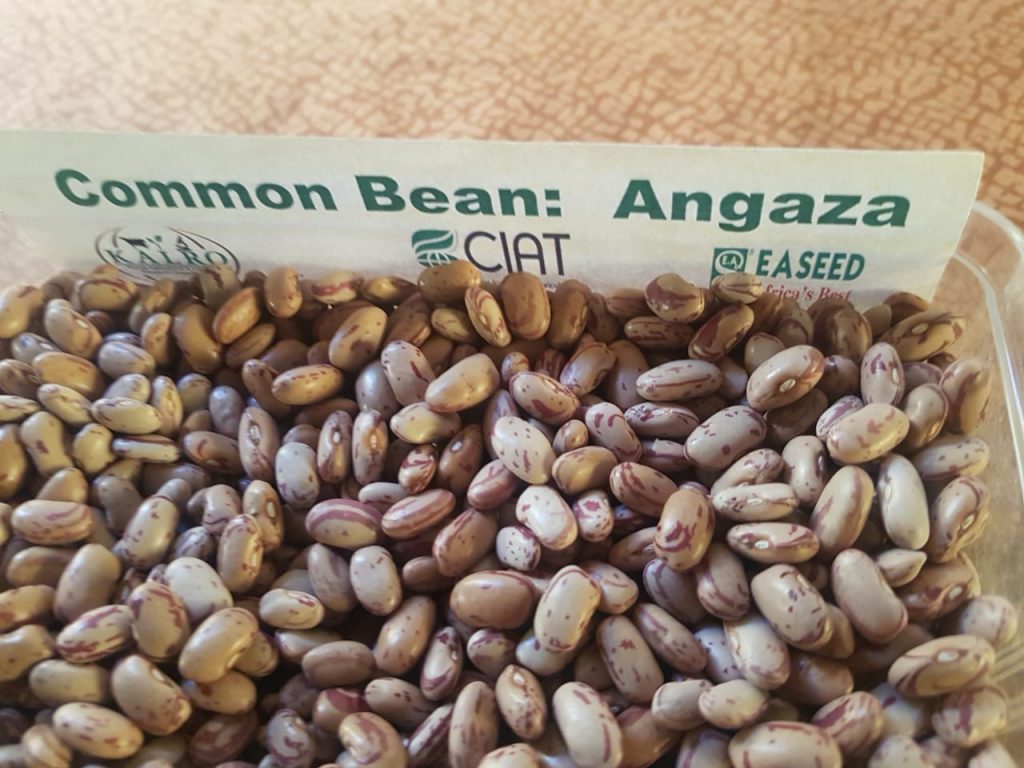 Primax Growers Limited - Beans