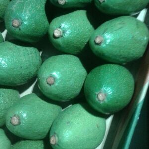 primax-growers-fuerte-avocado