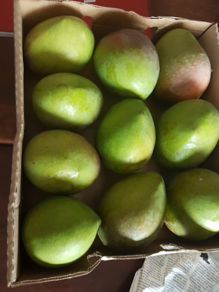 Primax Growers Mangoe Fruits