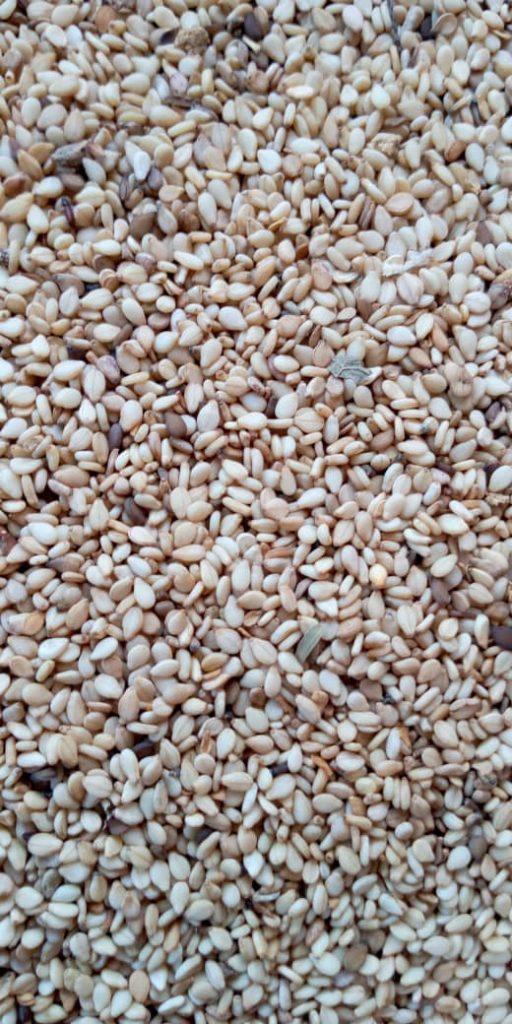 Primax Growers Limited Sesame Seeds